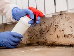 Best Mold Odor Removal Services  in Bayview, CA